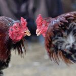 Deposit Murah Judi Sabung Ayam Online